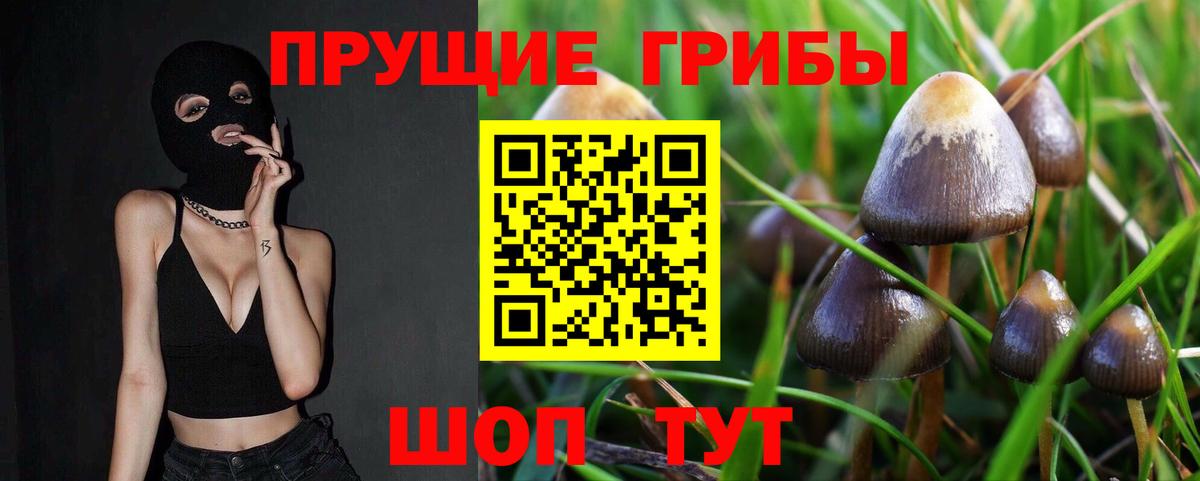 Псилоцибиновые грибы Cubensis Вязники